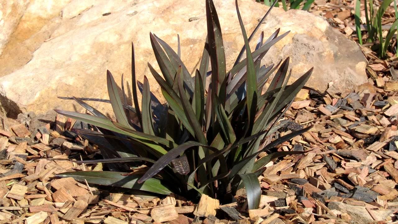 A spiky, green Dianella 'Blaze™' in a 6" Pot is nestled among wood chips and a large rock in the garden setting.