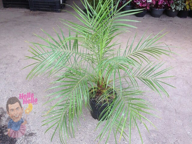 Dwarf Date Palm 8" Pot