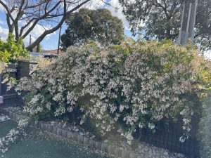 Pandorea 'Tiffany' Bower Vine 6" Pot