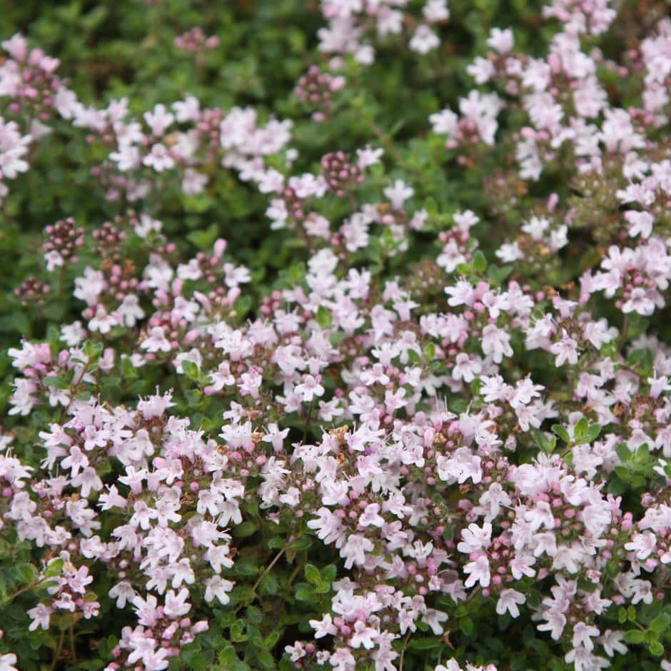 Thymus 'Pink Chintz Thyme' 6" Pot