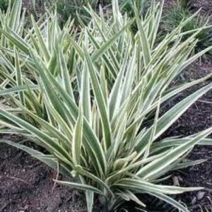 A dense cluster of spiky, variegated green and white leaves emerges gracefully from the ground, reminiscent of the Dianella 'Wyeena®' Flax Lily in a 7" pot.