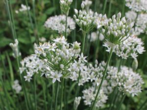 Clusters of Chives 'Garlic', with small white petals and green stems resembling delicate chive blossoms, adorn the garden setting.