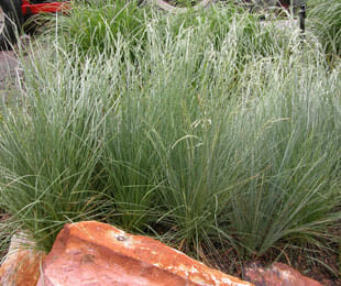 A garden with a lot of Poa 'Eskdale™' 6" Pot and rocks.