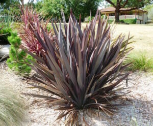 Phormium 'Purple' Flax  6" Pot