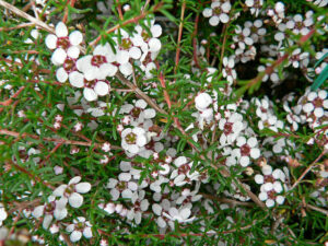 Astartea 'False Baeckea' 6" Pot (Economy Grade) on a bush.