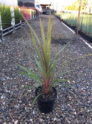 Cordyline 'Sundance' 8" Pot plant with long, narrow leaves featuring red and green colors, positioned on a gravel path bordered by wooden plant boxes and grasses.