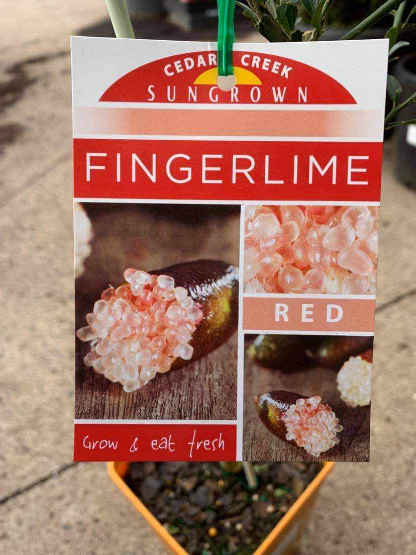 Citrus 'Red' Finger Lime