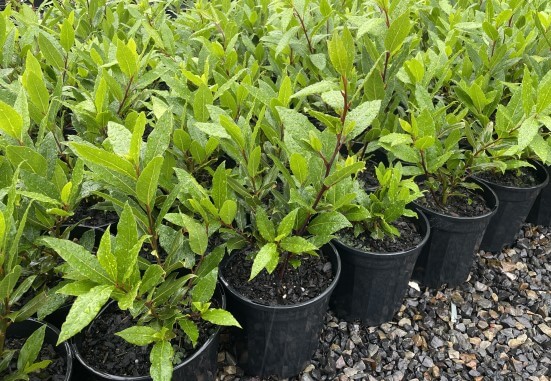 Laurus 'Bay Tree' 8" Pot
