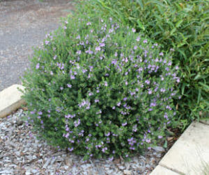 Westringia fruticosa 'Blue Gem™'
