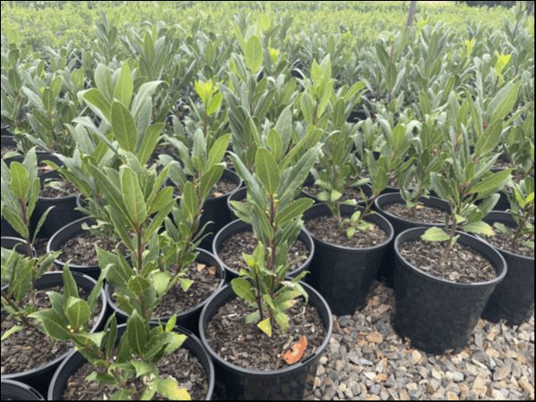 Laurus 'Bay Tree' 8" Pot