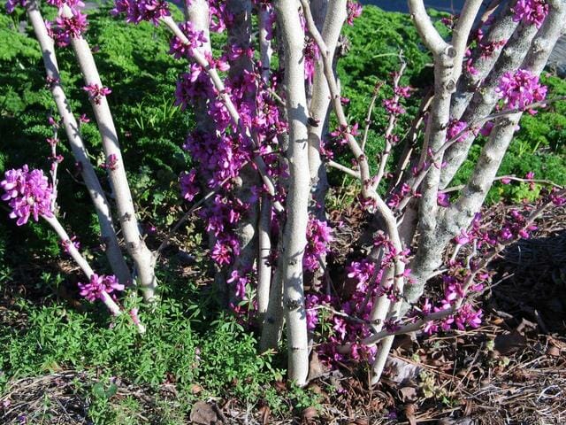 Cercis 'Chinese Redbud' 8" Pot