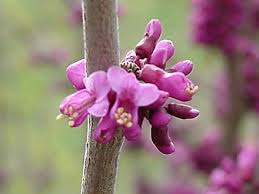 Cercis 'Chinese Redbud'
