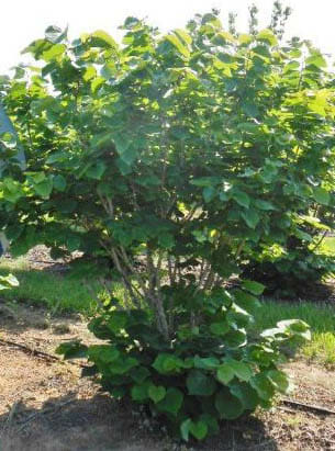 Cercis 'Chinese Redbud' 8" Pot