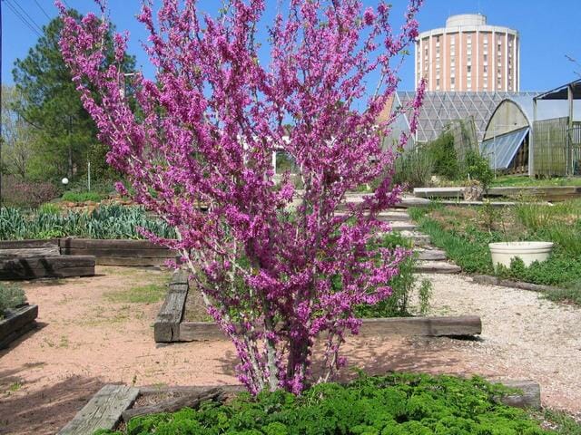 Cercis 'Chinese Redbud' 8" Pot