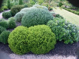 A garden filled with a variety of shrubs, including Hebe 'Lemon and Lime' 6" Pot, and trees such as Lemon and Lime.
