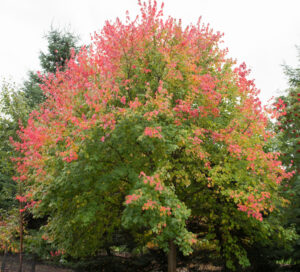 The Acer rubrum 'Red Maple' 8" Pot features green leaves that turn brilliant red and orange in autumn, making it a standout among outdoor trees.