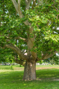 Platanus 'London Plane Tree' with a thick trunk and wide branches covered in green leaves stands in a grassy area on a sunny day.