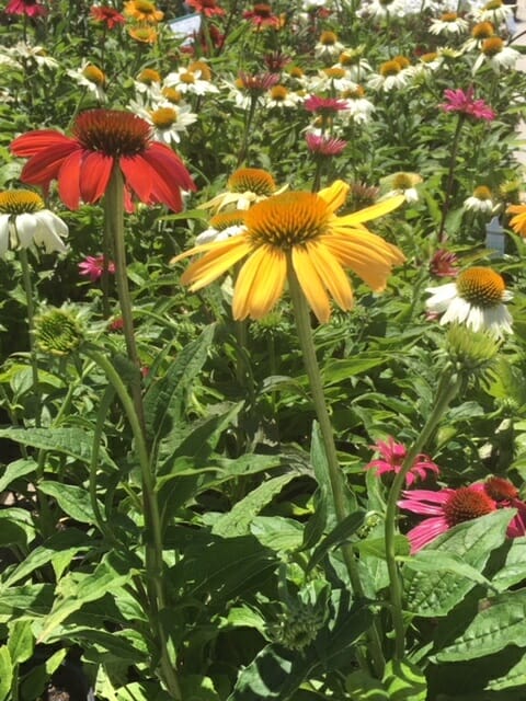 A row of vibrant Echinacea 'Cheyenne Spirit' Coneflower 8" Pot flowers in a garden.