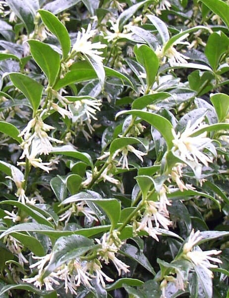 Sarcococca 'Sweet Box Hedge' 8" Pot on a bush with green leaves.