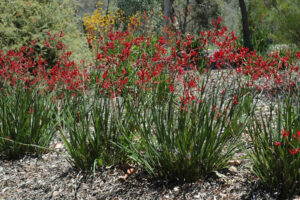 Anigozanthos 'Tall Red' Kangaroo Paw 6" Pot