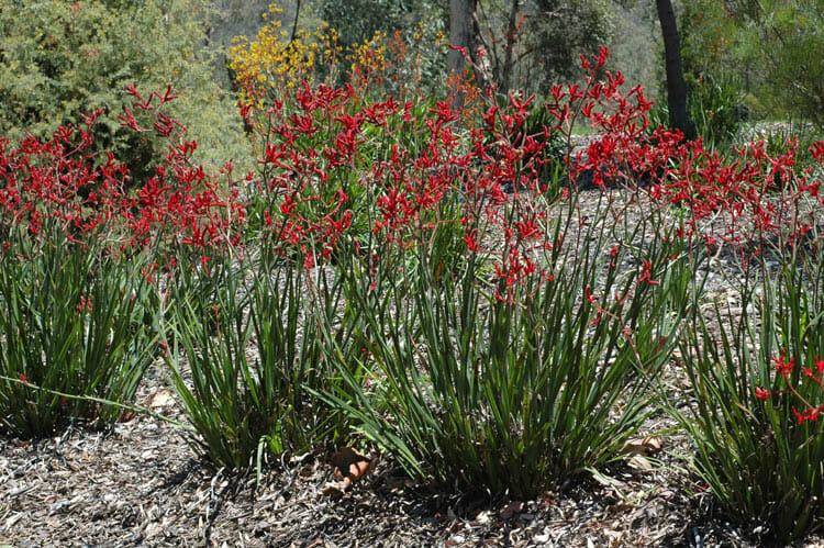 Anigozanthos 'Tall Red' Kangaroo Paw 6" Pot