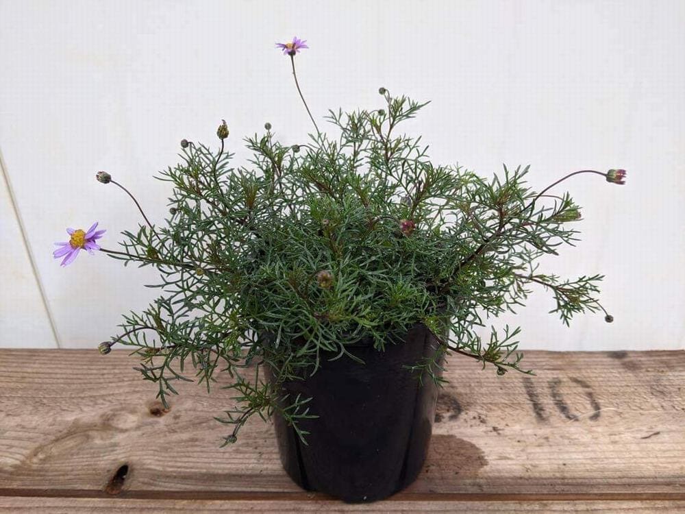 A Brachyscome 'Cut-Leaf Daisy Purple' in a 6-inch pot, featuring slender green leaves and multiple purple flowers, is set on a wooden surface against a simple white background.