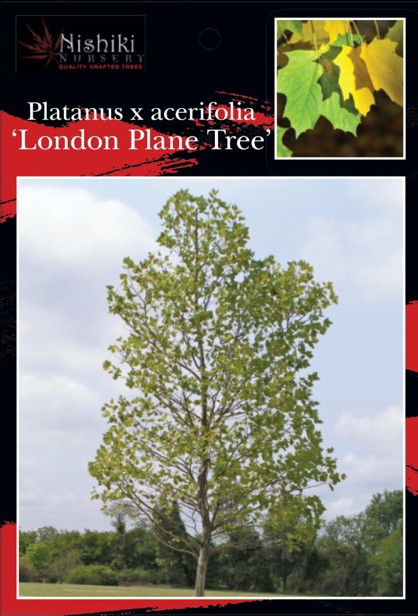 Platanus 'London Plane Tree' 12" Pot
