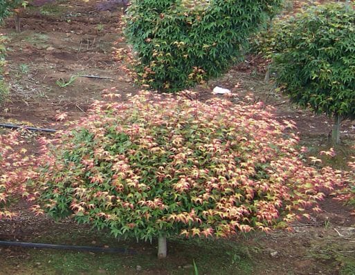 A group of Acer 'Murasaki Kiyohime' Japanese Maple trees with red and orange flowers.