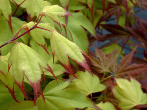 Acer 'Tsuma Beni' Japanese Maple