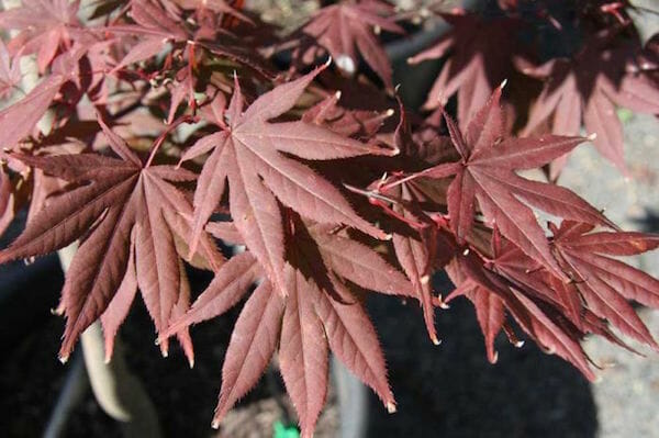 Acer 'Okagami' Japanese Maple