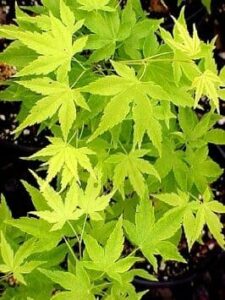 Acer 'Shidava Gold' Japanese Maple 8" Pot