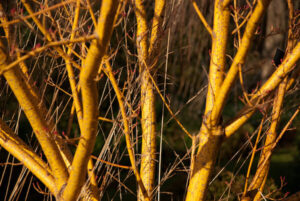 Acer 'Winter Gold' Japanese Maple 8" Pot