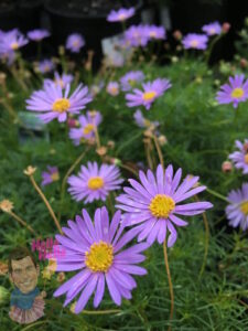 Native Daisy "Break O Day"