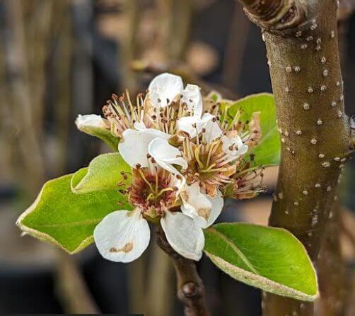 Pyrus communis Williams Bon Chretien Fruiting Pear
