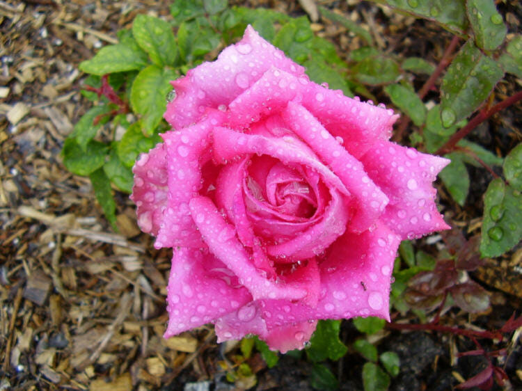 Rose 'Jacaranda' 2ft Standard