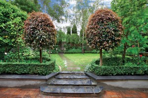 Large Mature Standard Lilly Pilly