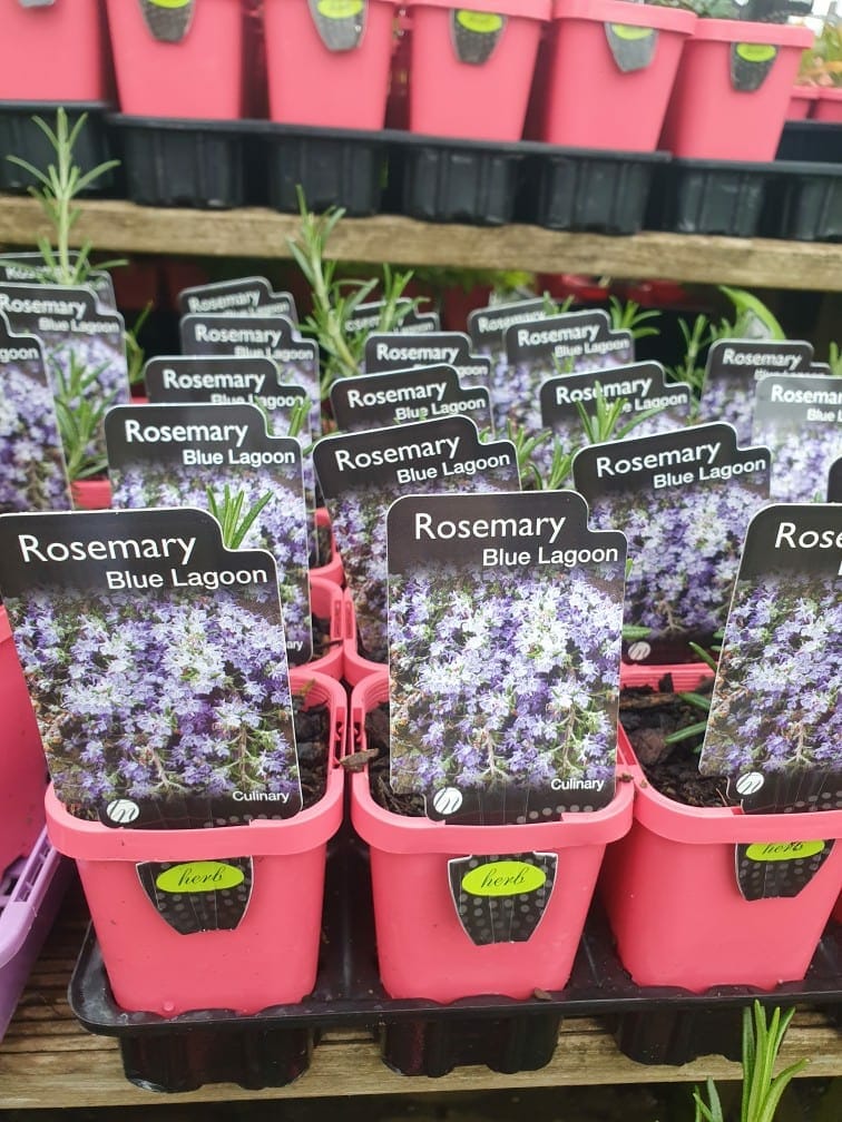 Rows of Rosmarinus 'Blue Lagoon' rosemary plants in pink pots with "3-inch Pot" labels catch the eye.