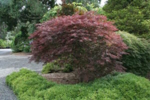 Acer 'Red Dragon' Japanese Maple 10" Pot