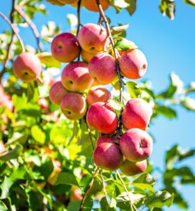Malus 'Pink Lady' Apple in an 8" pot, featuring ripe apples hanging from a leafy branch, set against a clear blue sky.
