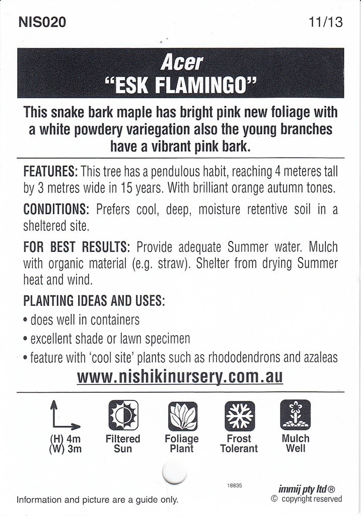 Acer Esk 'Flamingo' Japanese Maple 12" Pot