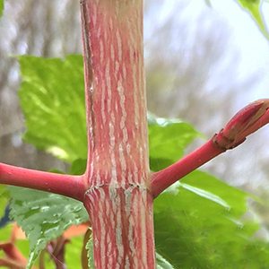 Acer Esk 'Flamingo' Japanese Maple 12" Pot
