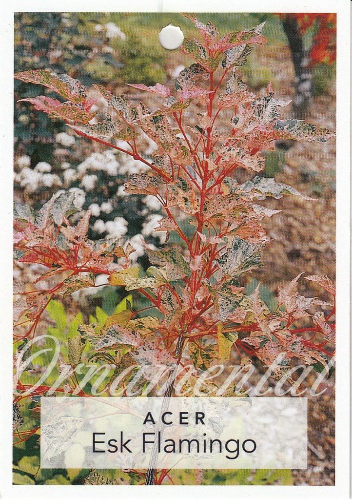 Acer Esk 'Flamingo' Japanese Maple 12" Pot