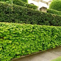 Hello Hello Plants Nursery Campbellfield Melbourne Victoria Australia Parthenocissus Boston Ivy low layer Laurus nobilis Bay leaf hedge