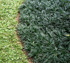 A cluster of Ophiopogon 'Dwarf' Mondo Grass in a 3" pot borders a patch of small green leafy ground cover, divided by a soil edge—perfect for compact landscaping.