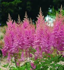 Astilbe 'Rose' in a 6" pot features tall, feathery pink blooms with lush green foliage, displayed outdoors against a softly blurred dark background.