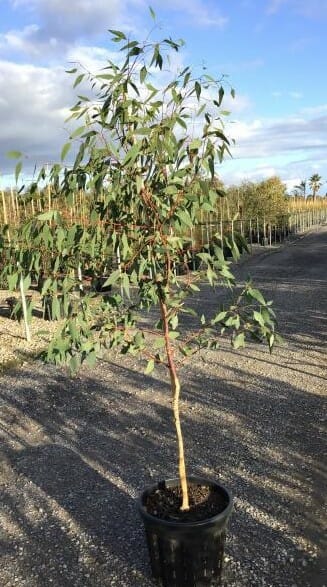Eucalyptus 'Red Flowering Yellow Gum' 16" Pot