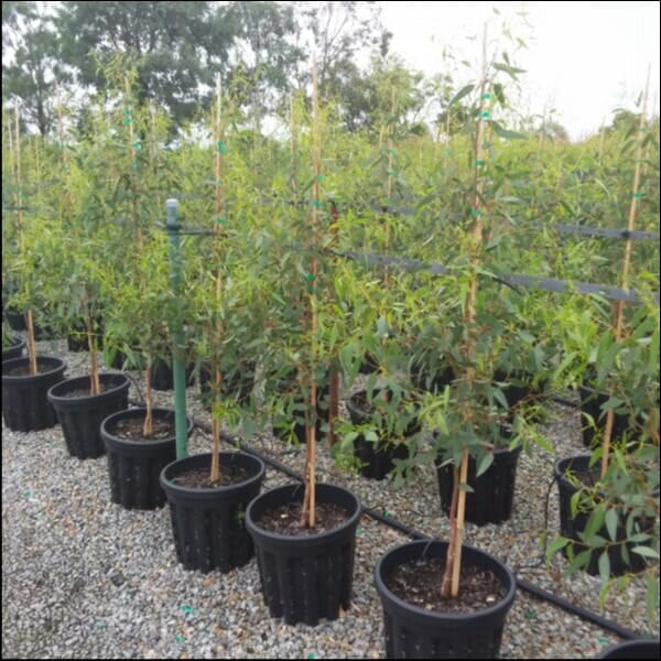 Eucalyptus 'Red Flowering Yellow Gum' 16" Pot