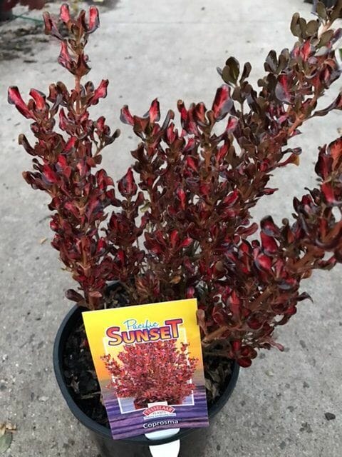 A Coprosma 'Pacific Sunset' plant with red leaves in an 8" pot.