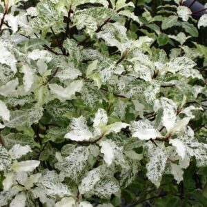 Lush Pittosporum 'Irene Patterson' 6" Pot with variegated green and white leaves, thriving in a garden setting.