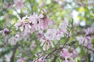 Close-up of a branch with light pink Magnolia 'Fairy® Blush' flowers in bloom, set against a backdrop of green leaves and softly blurred foliage.